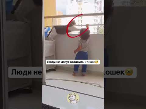 Как можно не любить кошек?