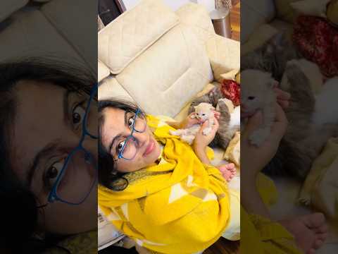 Meri Cat Ke Bacche Bhut Badmash #cat #persiancat #pregnancy #pregnant #patna