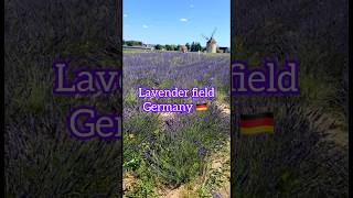 lavender fields Germany 🇩🇪#shortviral#lavenderfields #germany