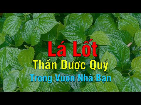 Lá Lốt – Thần Dược Giải Độc, Trị Đau Nhức Ngay Trong Vườn Nhà Bạn!