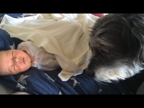 Dog Tucks in Baby