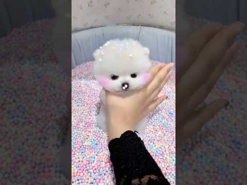 🥰🐶 मिलो बेहद सुंदर और बहुत ही प्यारी सी पप्पी से#shortvideo #trendingpuppy #cutepuppy