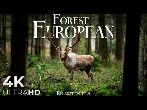 European Forest Sound &#129420; Breathtaking Nature bath with Relaxing Music - 4k Video HD Ultra