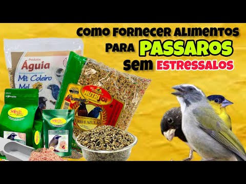 COMO FONERCER ALIMENTACAO PARA  PASSAROS  ( SIMPLES E PRATICO )!!!!#coleiro #trincaferro #papacapim