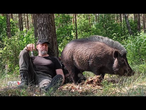 ЖИЗНЬ в лесу с Диким кабаном которому я заменил и МАМУ и ПАПУ | Отпуск в землянке.