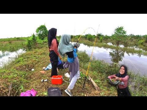 VIRAL..!!! 3 CEWEK KOTA MASUK KE HUTAN untuk BERBURU ikan MONSTER DI PEDALAMAN RIAU.mancing TOMAN