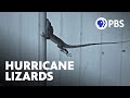 Adapting to Extreme Hurricanes: The Evolution of Silver Key Anoles