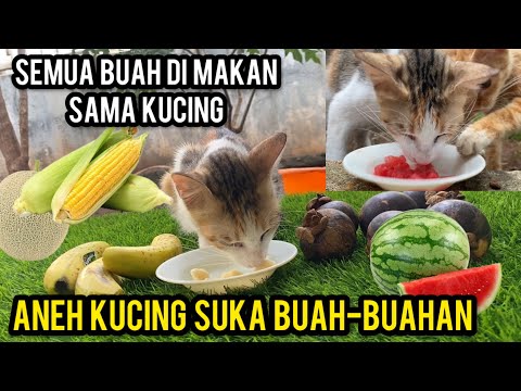 Semua Buah Di Makan Kelakuan Kucing Aneh Dan Unik..‼️