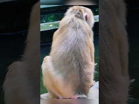 Heartbreaking, Leo drown in the water then mom rescue with hurting #monkey