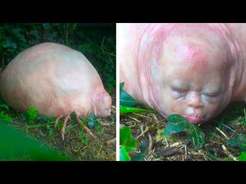 What They Discovered In Asia Shocked the Whole World