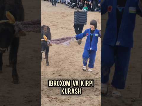 Kirpi polvon Ibroxim polvon
