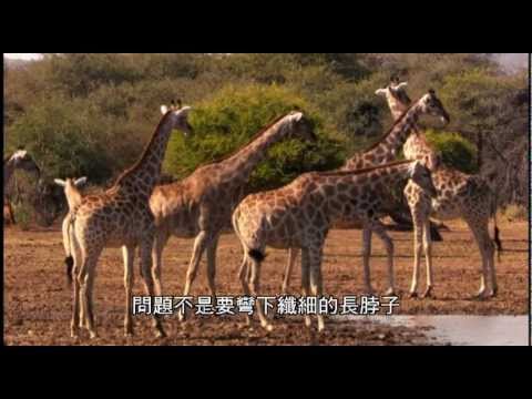 動物構造大揭密 - 草原動物 - YouTube