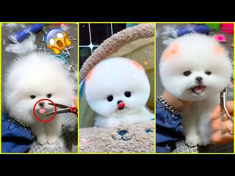 The Cutest Mini Pomeranians in the World 😍 Chó Phốc Sóc Mini Dễ Thương Nhất Thế Giới 🐾 #599