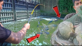 Mancing disini nga usah bingung umpan, sebentar saja dapat banyak