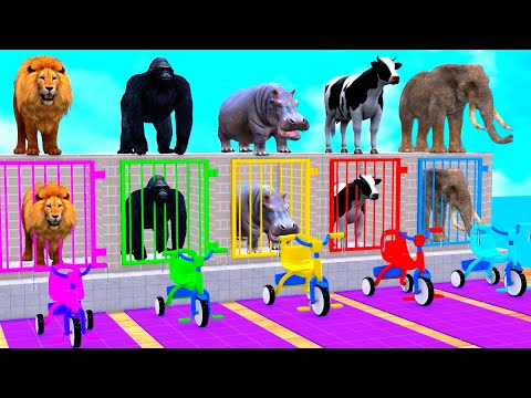 Long Slide Game With Cow Elephant Gorilla Hippopotamus Tiger - 3d Animal Game - Funny 3d Animals