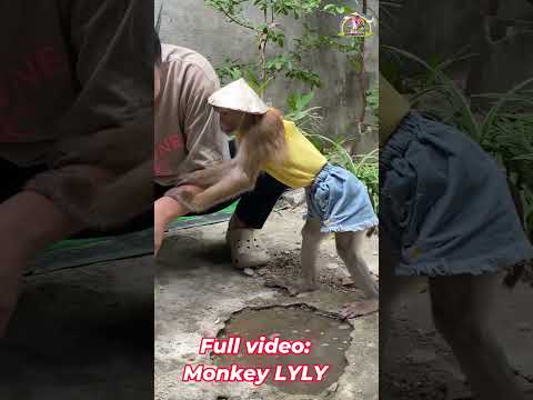 Monkey Lyly looks like a construction worker #shorts #monkey #youtubeshorts