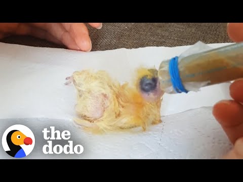 Rescued Pigeon Loves To Take Baths With Corgi | The Dodo