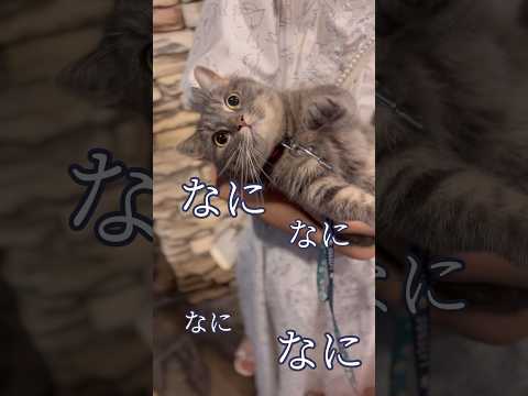 おめめ真ん丸でおねだりする短足猫にきゅんです...#マンチカン #猫 #shorts