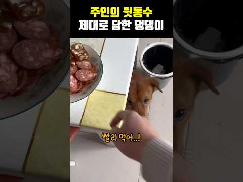 주인의 뒷통수 제대로 당한 댕댕이