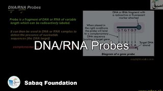DNA/RNA Probes