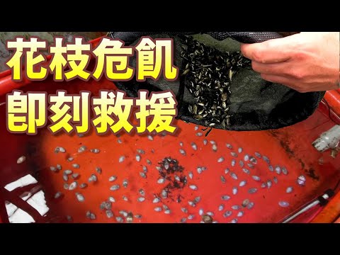 【危飢救援】小花枝斷糧是非常嚴重的事情，還好阿坤這回有盟友神助攻，減輕了採集員工餐的壓力。