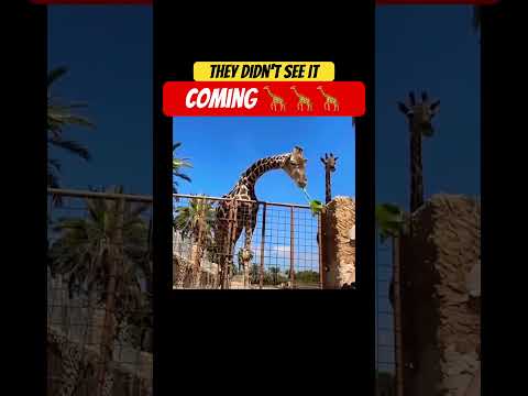 Giraffe says โNoโ #funnyshorts #viralshort