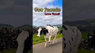 Cow Parade- morning commute- Azores