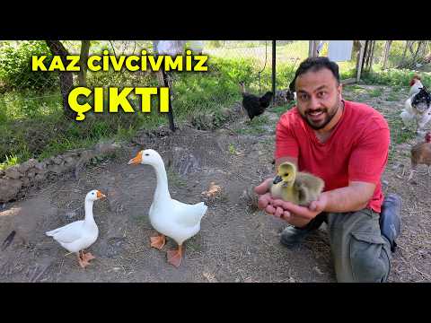 🦢 İNANILMAZ! Sadece Bir Kaz Yavrusu Çıktı 😱 - Dünyanın En Küçük Anne Tavuğu ve En Tatlı Civcivleri