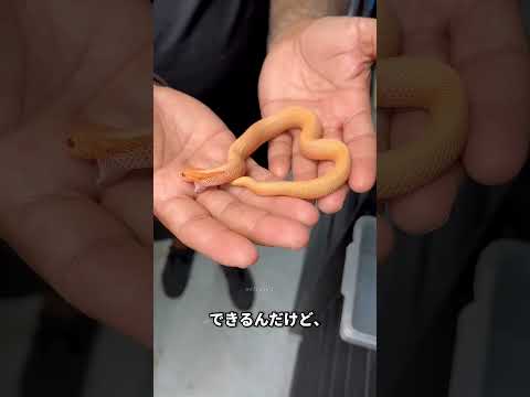 小さなヘビが最強の毒を持つ理由がヤバい！