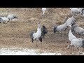Video Content Analysis