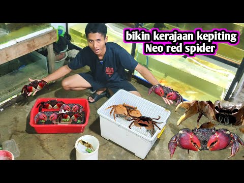 BIKIN KERAJAAN KEPITING CAPIT MERAH