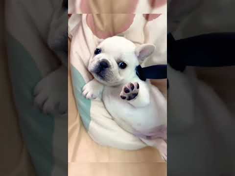 Broma con Cuchillo de Juguete a Animales #shorts