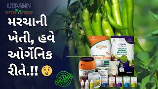 Recovered Chilli Farm Success Story | Laljibhai – Valod, Surat | Treated with UTPANN Plant Booster