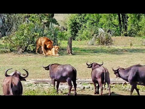 The Lion Pays Dearly For His Recklessness - The Best Fight Between Buffalo VS  Lion 2025