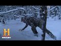 Gray Wolf Trapping in Montana's Yaak Valley