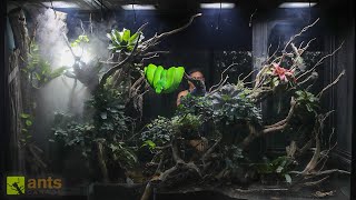 I Added a MONSTER PYTHON into My Giant Rainforest Vivarium