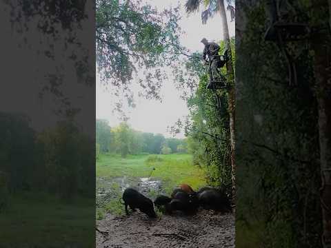 Making Sausage & Some Florida Conservation