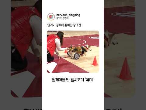달리기 경주에 참여한 장애견