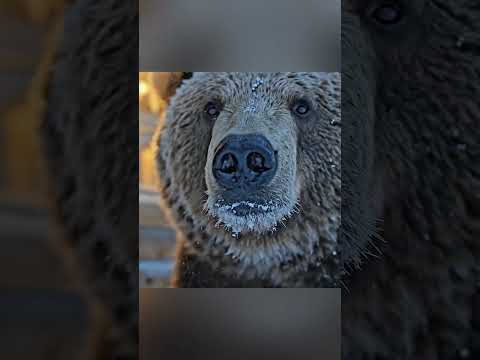 🔥 –71°C TRUST MIRACLE 🧊🐻 | Wild Bear Leaves Freezing Cub at Elderly Couple’s Door