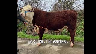 Lot 21 - Udel 1 SS Nautical