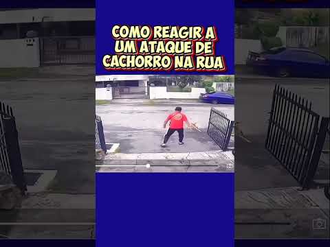 Ataque de cachorro vs street dance