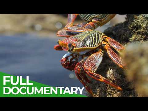 Wild Brazil – Secrets of the Paradise Coast | Free Documentary Nature