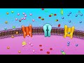 Transport Mechanisms in Cell Membranes