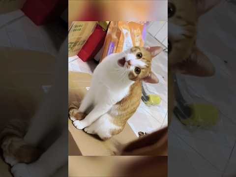 Funniest kitten moments 😂 Funny cats and dogs videos 😺🐶 part 117