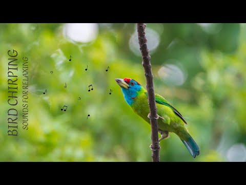 Stunning Colors of Birds from Around the World: A Symphony of Nature's Beauty#birds#soundbird