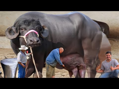 Jaffarabadi Buffalo | भारत की सबसे Heavy और Daring भैंस | Milk, Power और दमदार नस्ल