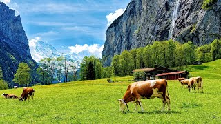 Summer In Lauterbrunnen Village, Switzerland🇨🇭Swiss Valley Walking Tour 