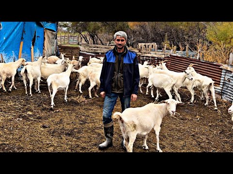 25 KEÇİ 85 KG SÜT VERMEZSE GERİ GETİR ~ KÖYLÜDEN SATILIK KEÇİLER