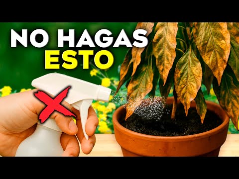 ¡DEJA de HACER ESTO! ❌ El ERROR FATAL que MATA tus PLANTAS (y cómo EVITARLO)