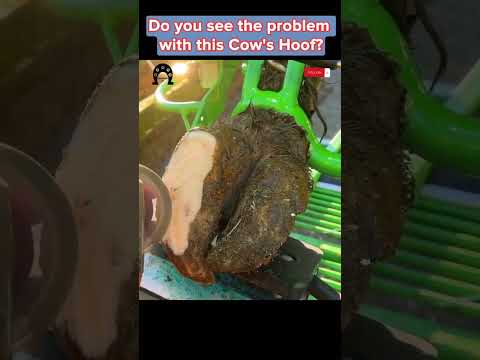 Do you see the problem with this Cow’s Hoof? #tiktok #fyp #viral #cow #hoof #hoofcare #hoofpicking
